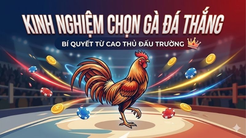 Kinh nghiệm chọn gà đá thắng: Tuyệt chiêu từ các sư kê Việt 2 kinh-nghiem-chon-ga-da-thang